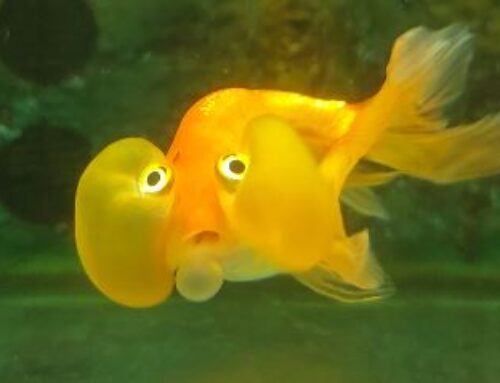 Descubre el Pez Ojos de Burbuja o Goldfish